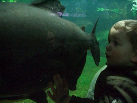 im Aquarium